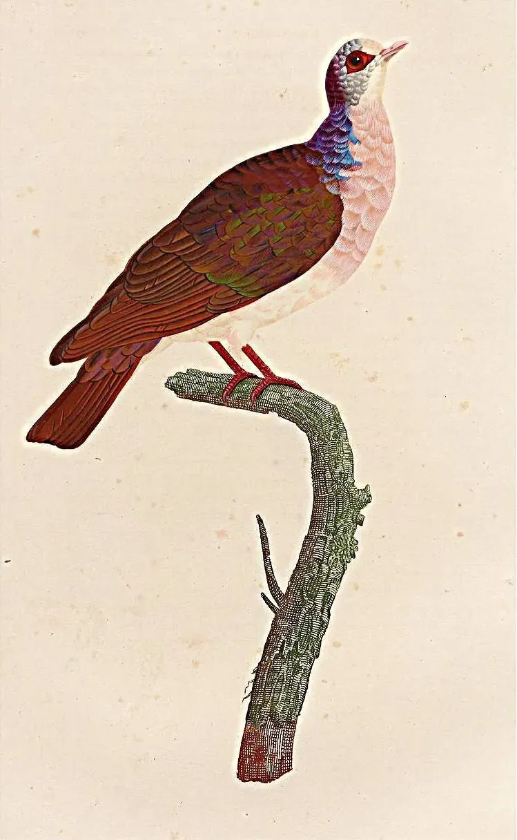 File:Geotrygon violacea.jpg