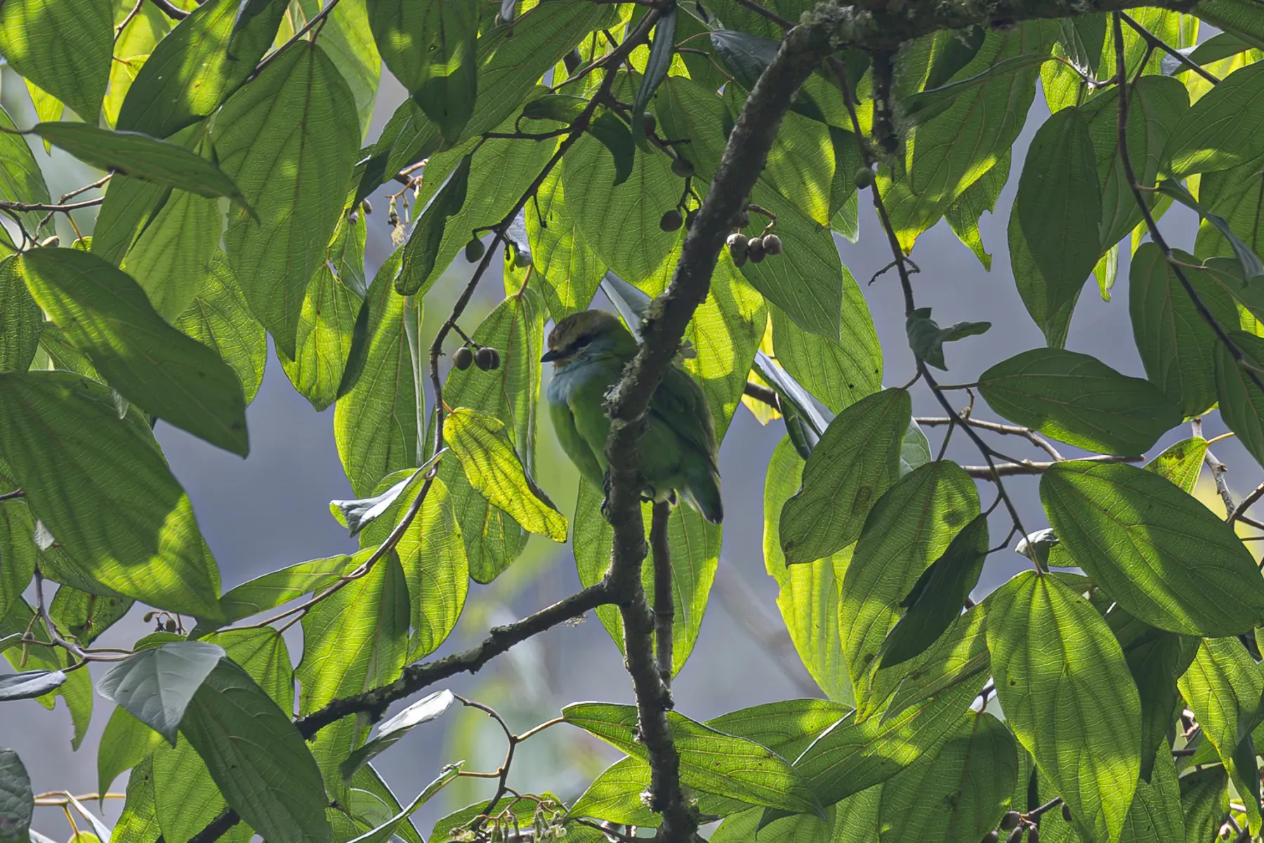 File:Grauer's broadbill (Pseudocalyptomena graueri) 01.jpg