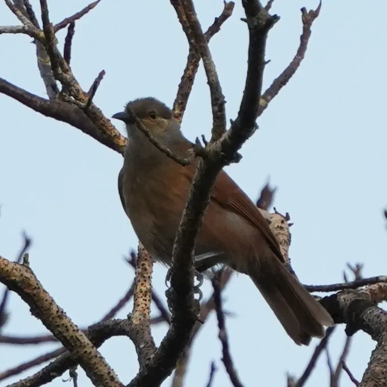 File:Xanthotis flaviventer 575613895.jpg