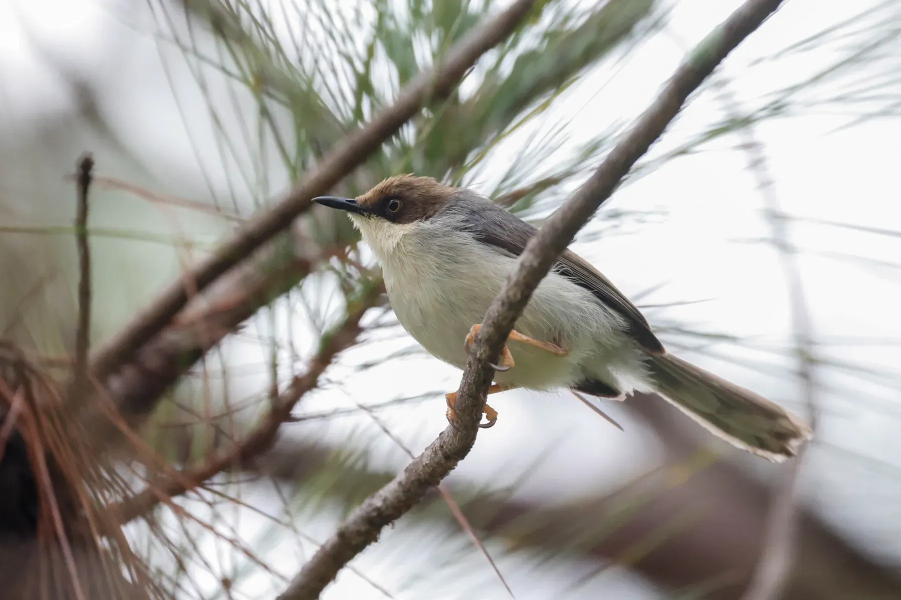File:Apalis alticola - Tom Field - 512156425.jpeg
