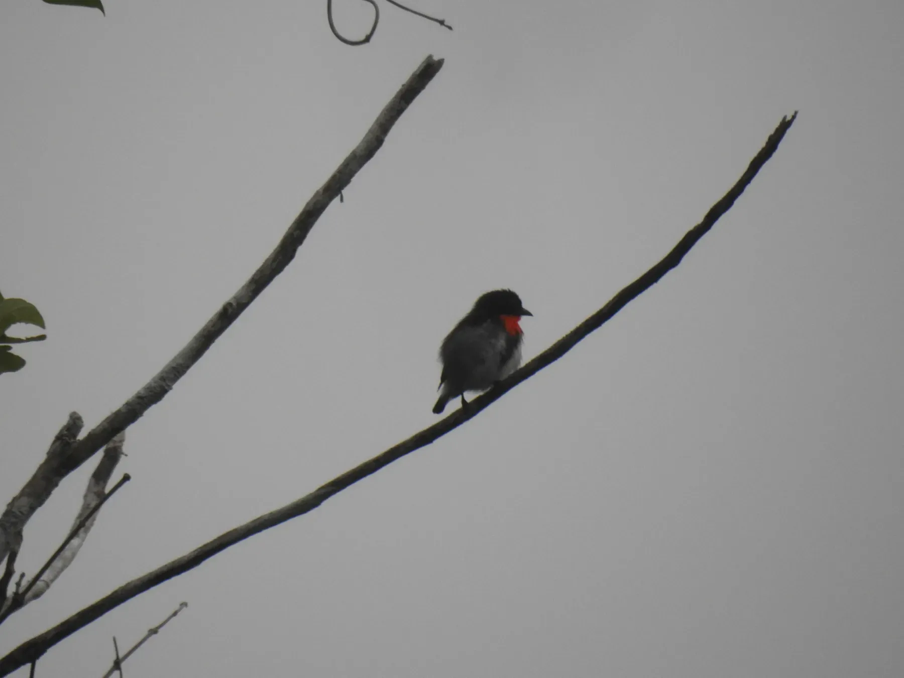 File:Dicaeum wilhelminae - porkytama - 459611348.jpeg