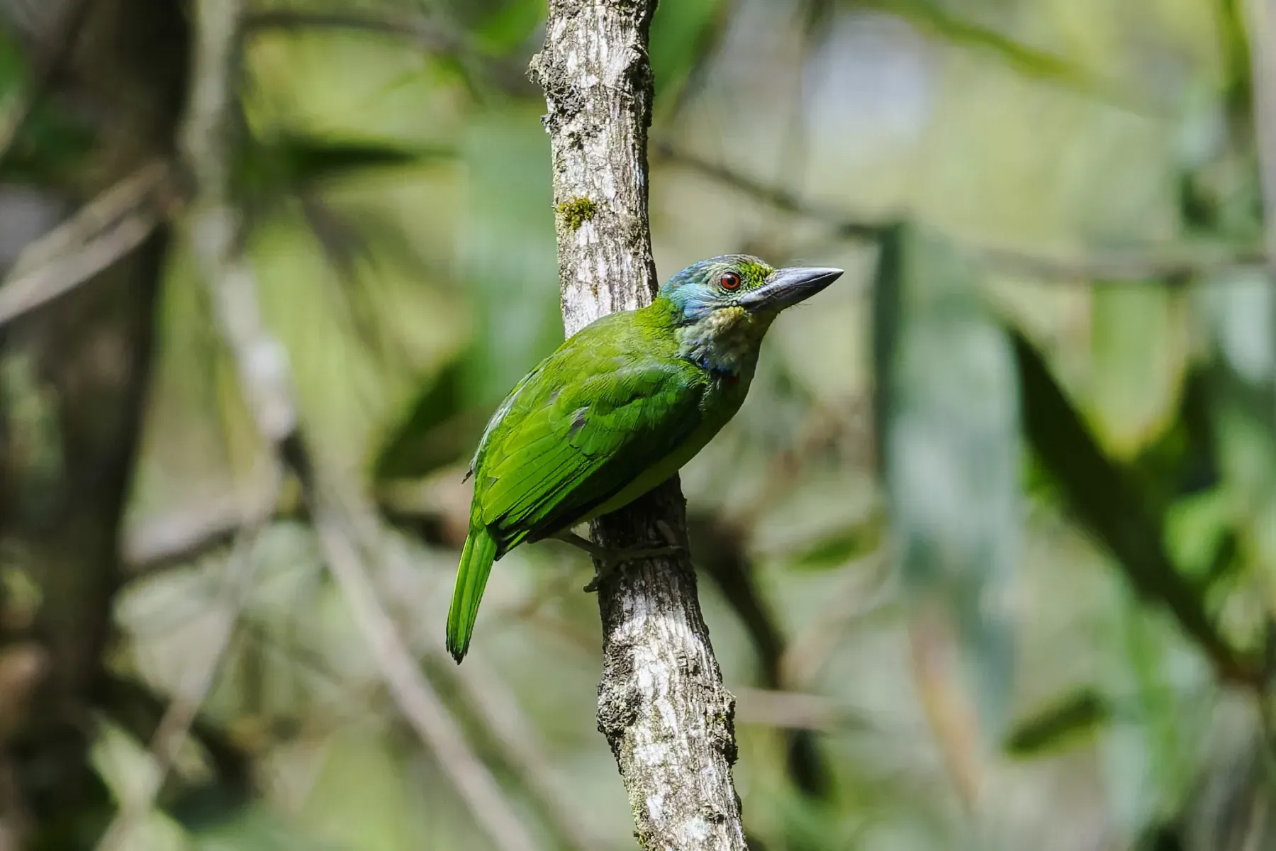 File:Psilopogon monticola - Лариса Артемьева - 595806020.jpeg