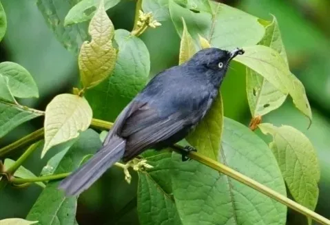 File:Melaenornis ardesiacus - Michał Żyła - 464885695.jpeg