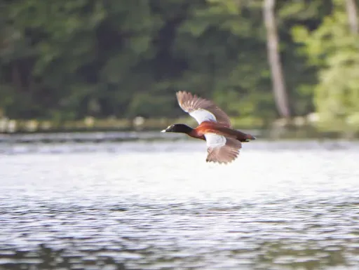 File:Pteronetta hartlaubii (Hartlaub's Duck), Conkouati-Douli NP, Congo 1.jpg