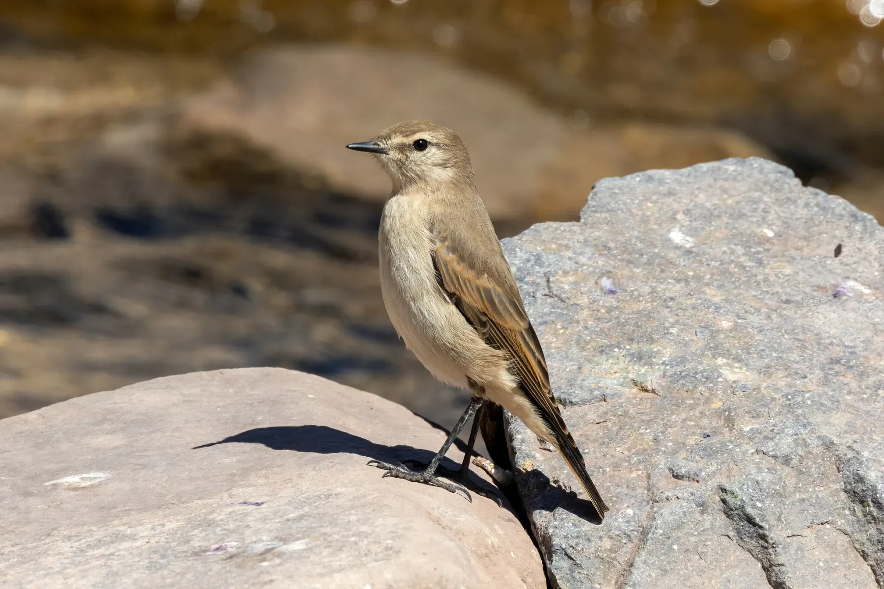 File:Muscisaxicola maculirostris 354206469.jpg