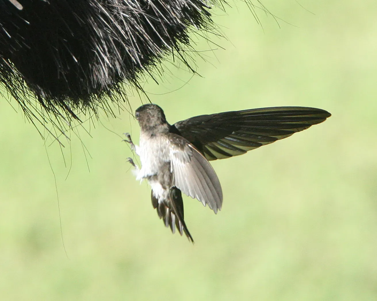 File:Glossy Swiftlet (Collocalia esculenta).jpg