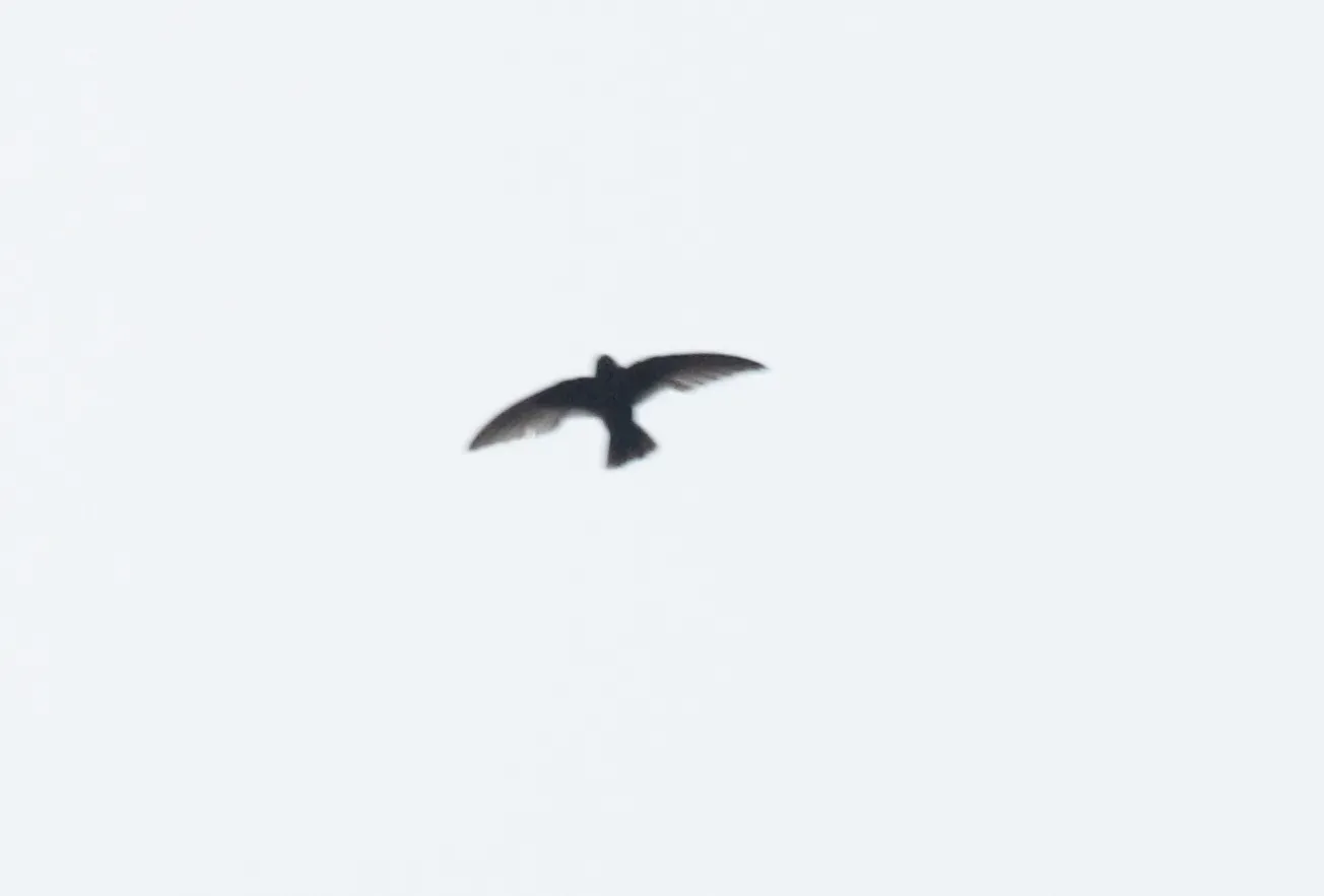 File:Black Swift (Cypseloides niger).jpg