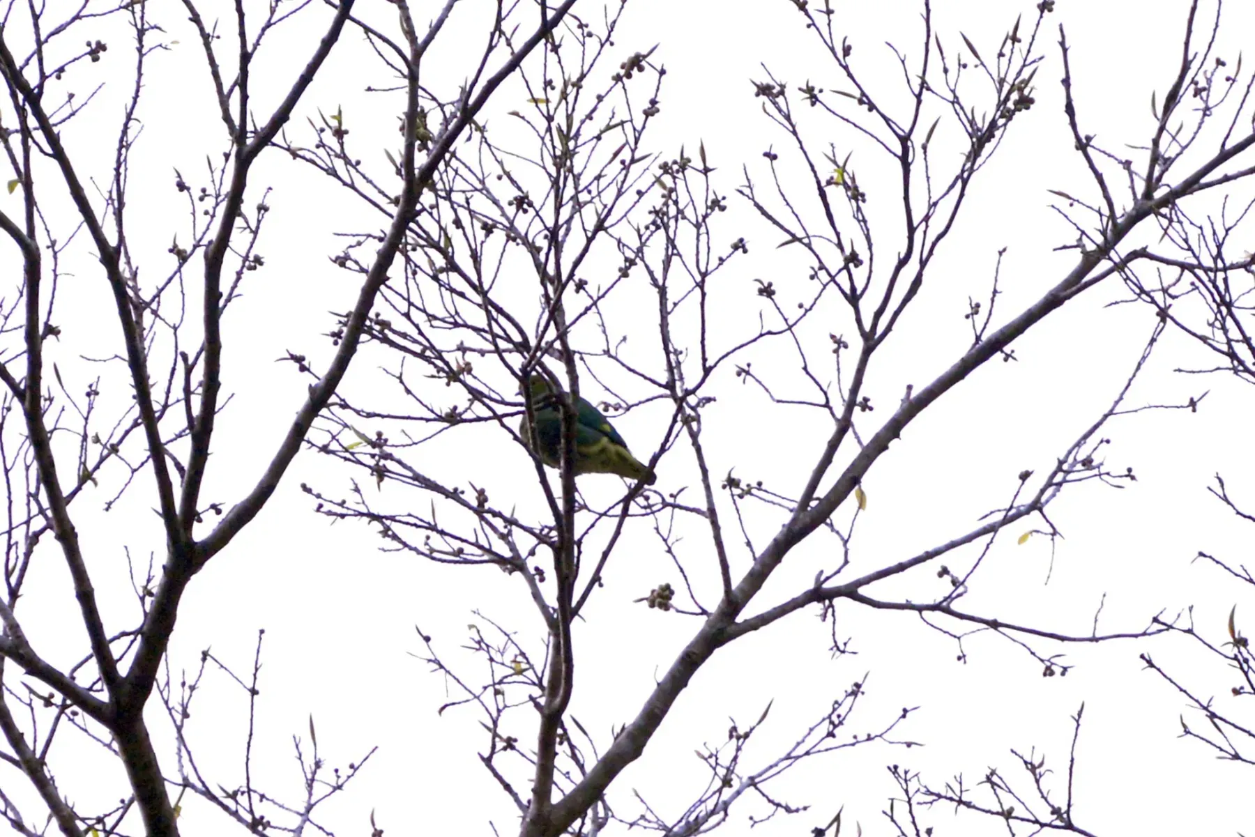 File:Ptilinopus tannensis - Dominik Maximilián Ramík - 550811777.jpeg