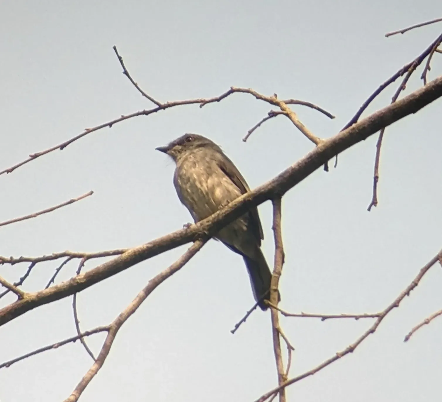 File:Fraseria tessmanni - Ben Keen - 353540158.jpeg