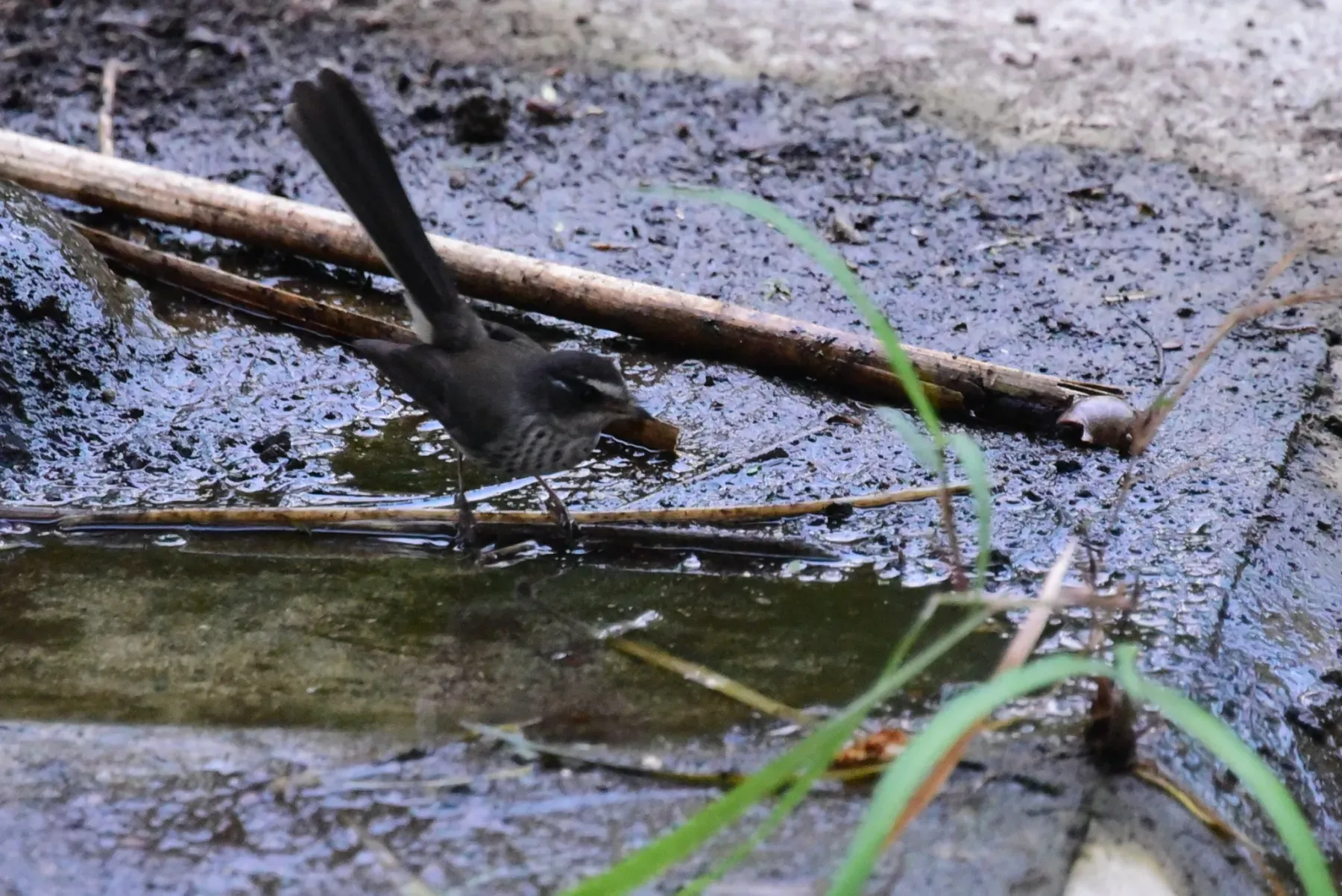 File:Rhipidura spilodera - melianie max and asker - 8848087.jpeg