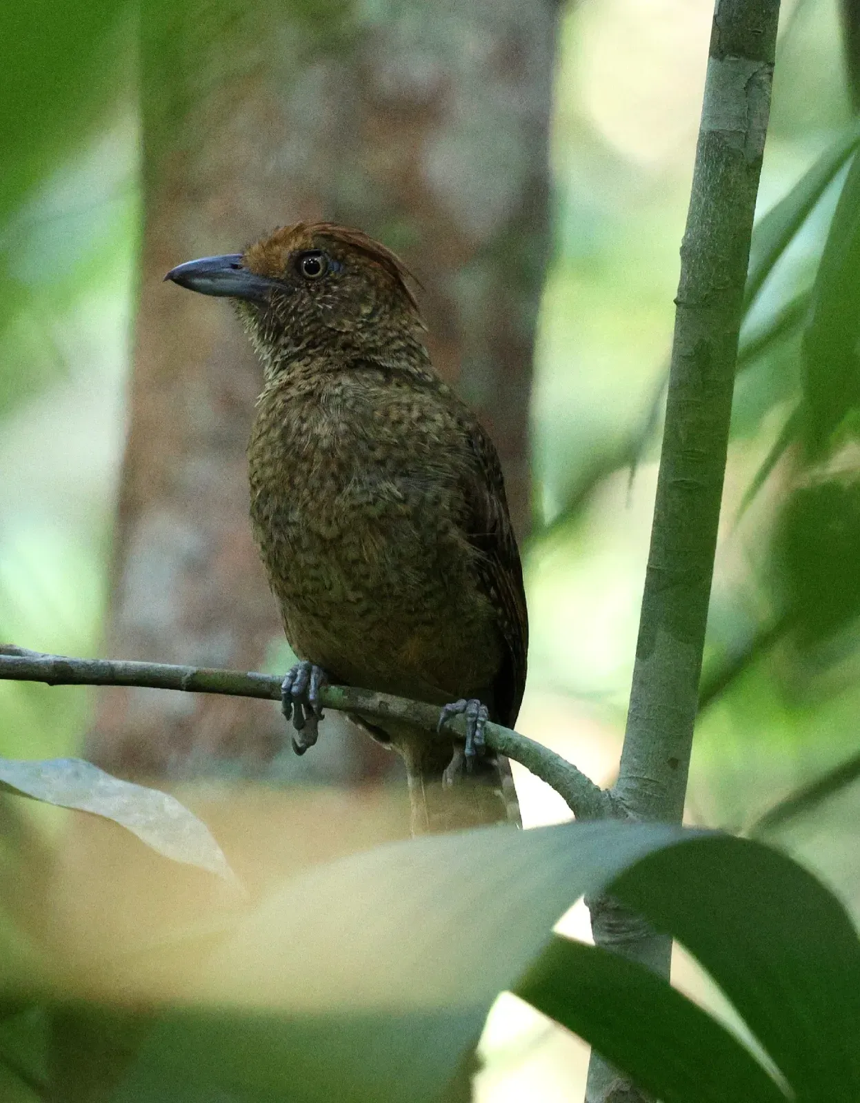 File:Frederickena unduliger - Miguel - 584302837.jpeg