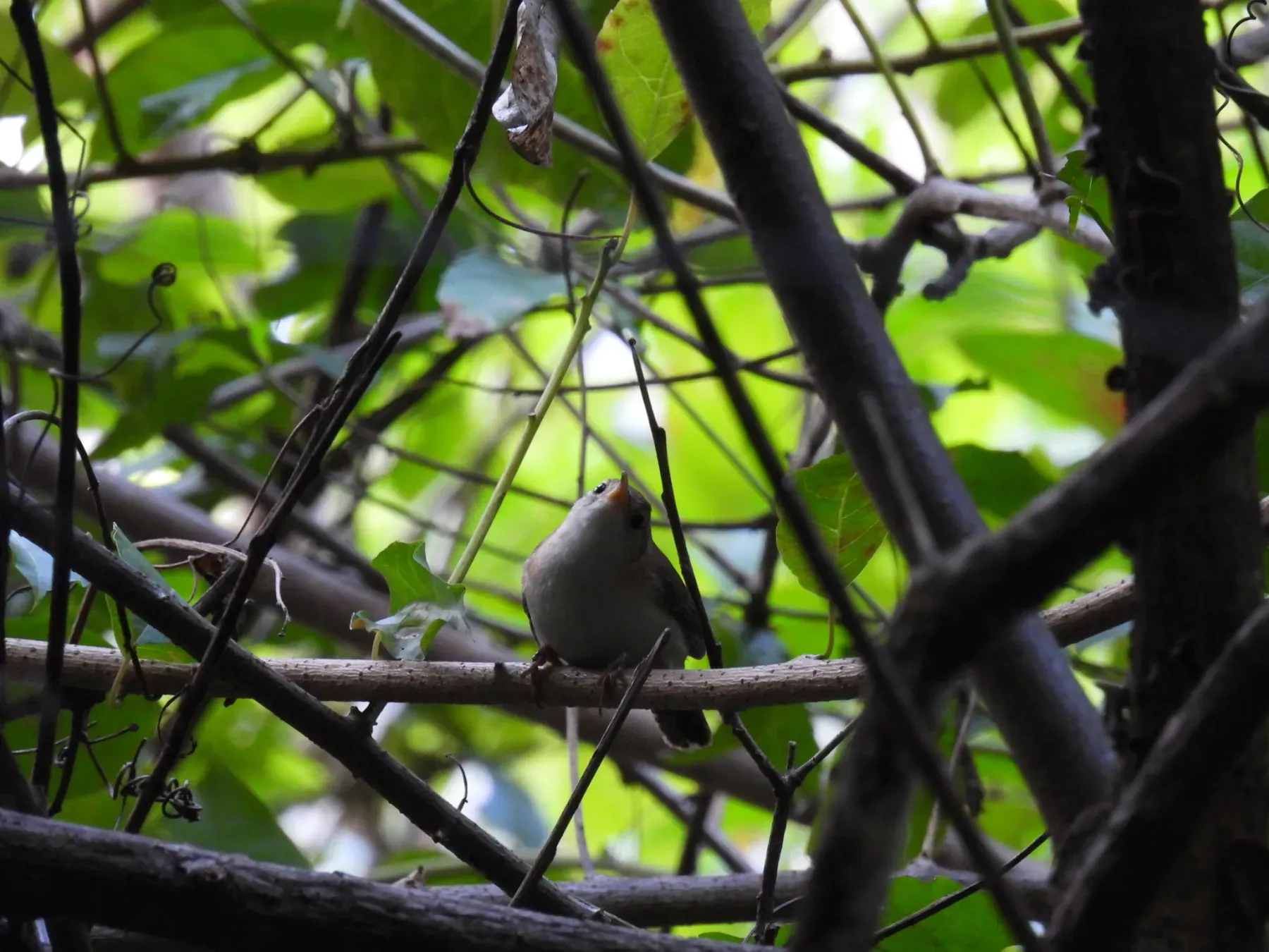 File:Troglodytes mesoleucus - novvictan - 465441563.jpeg