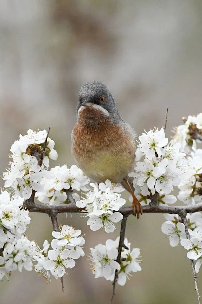 File:Curruca cantillans (cropped).jpg