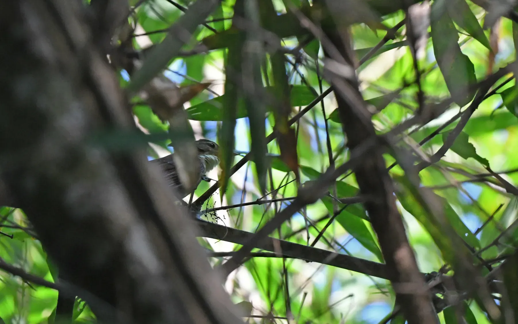 File:Anabazenops dorsalis - Christoph Moning - 328983513.jpeg