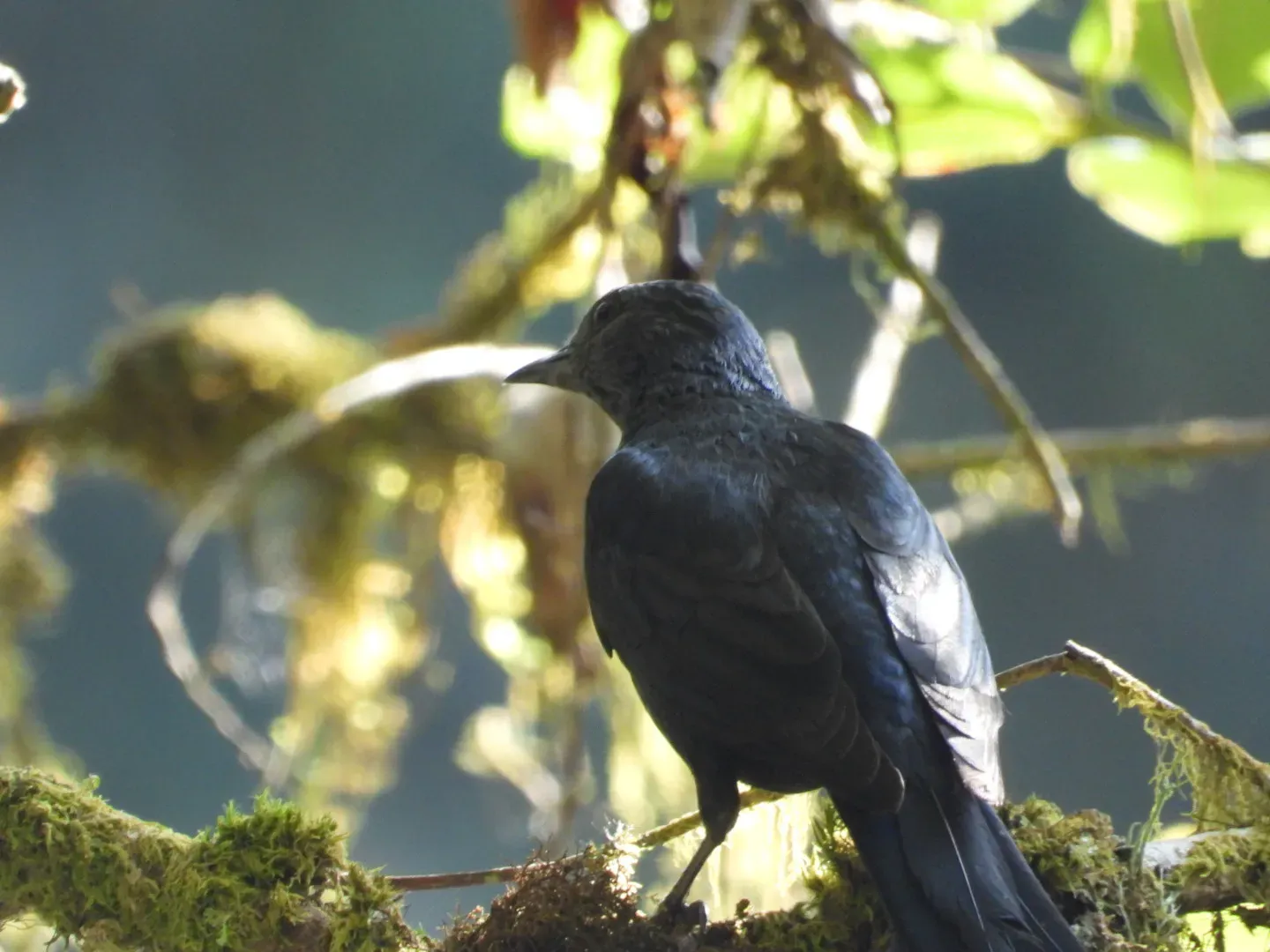 File:Laniarius holomelas - Eric Munneke - 512247123.jpeg