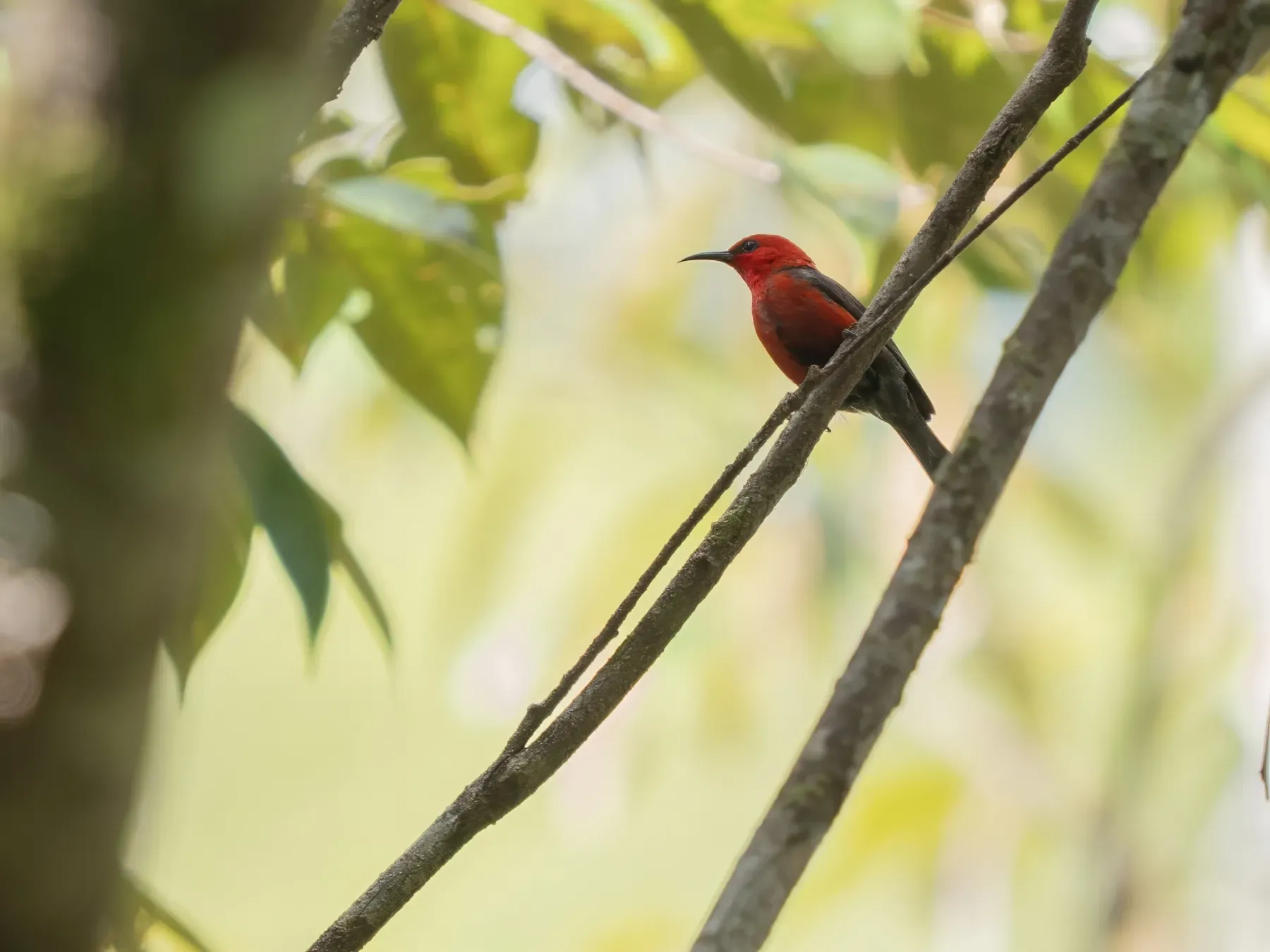 File:Myzomela wahe - James Eaton - 583509427.jpeg