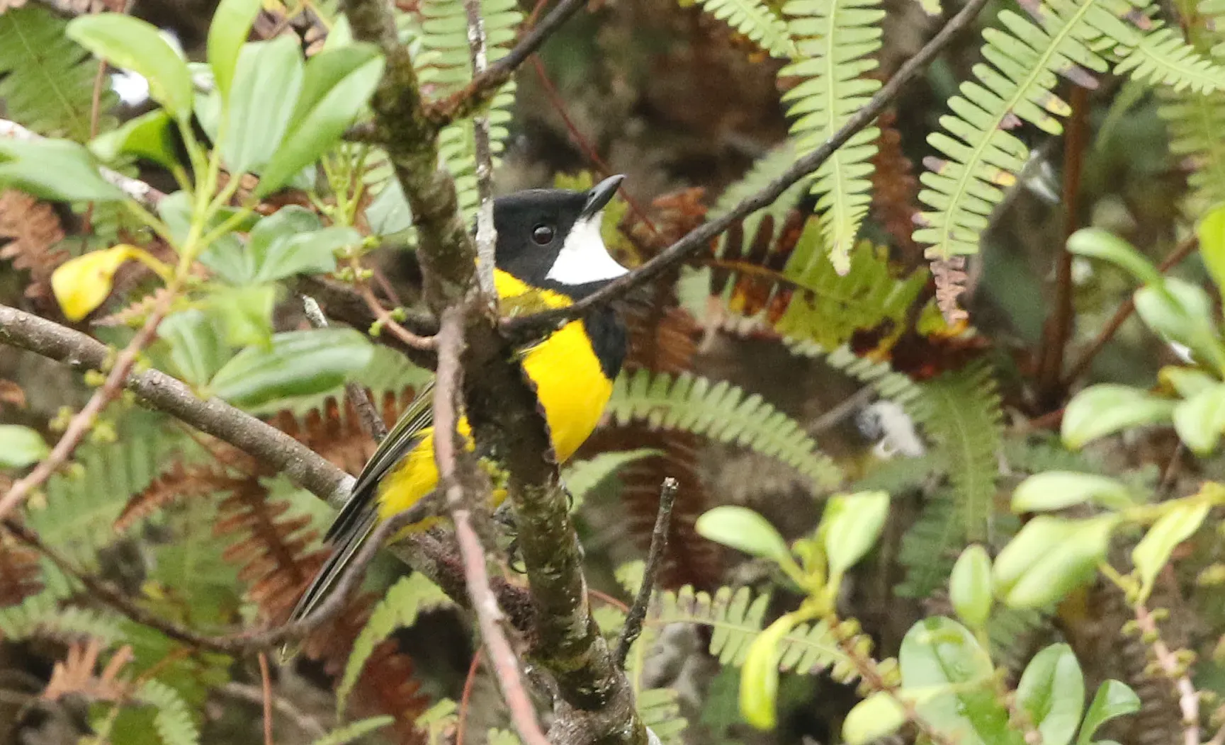 File:Pachycephala balim - guybroome - 358629719.jpeg