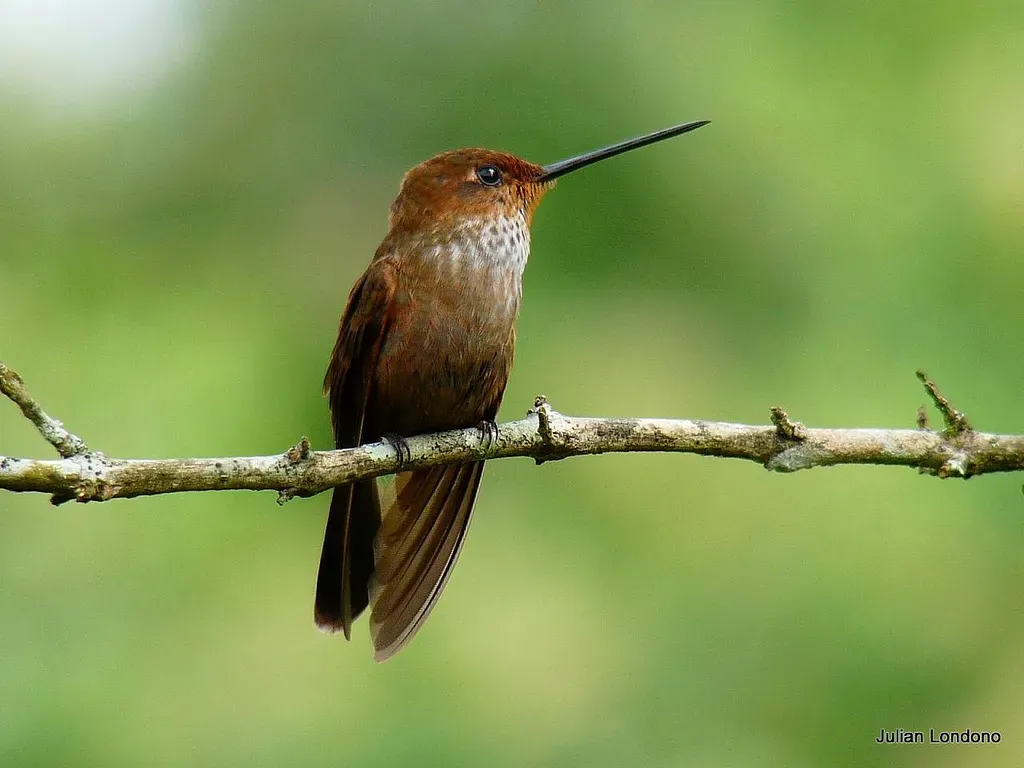 File:Bronzy Inca (Coeligena coeligena) 2.jpg