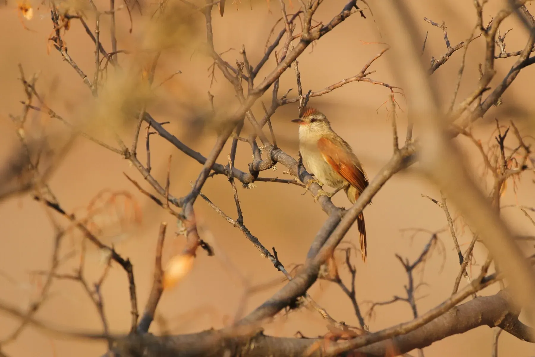 File:Cranioleuca henricae - CaracalShan - 458119897.jpeg