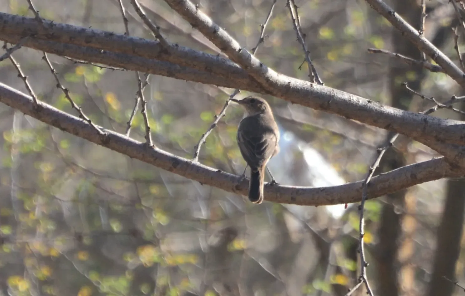 File:Oenanthe scotocerca - premchand - 130056781.jpeg