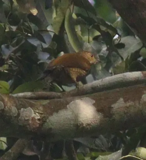 File:Pardipicus nivosus - Jan Ebr and Ivana Ebrová - 344850571.jpeg