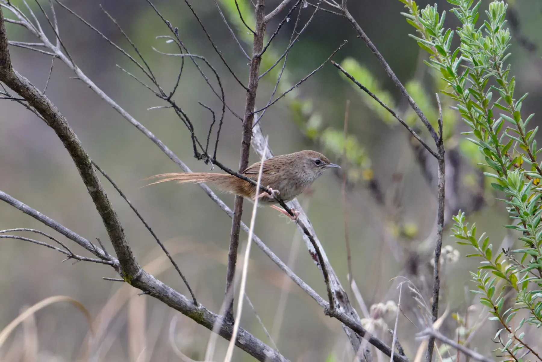 File:Bradypterus seebohmi - Лариса Артемьева - 454709630.jpeg