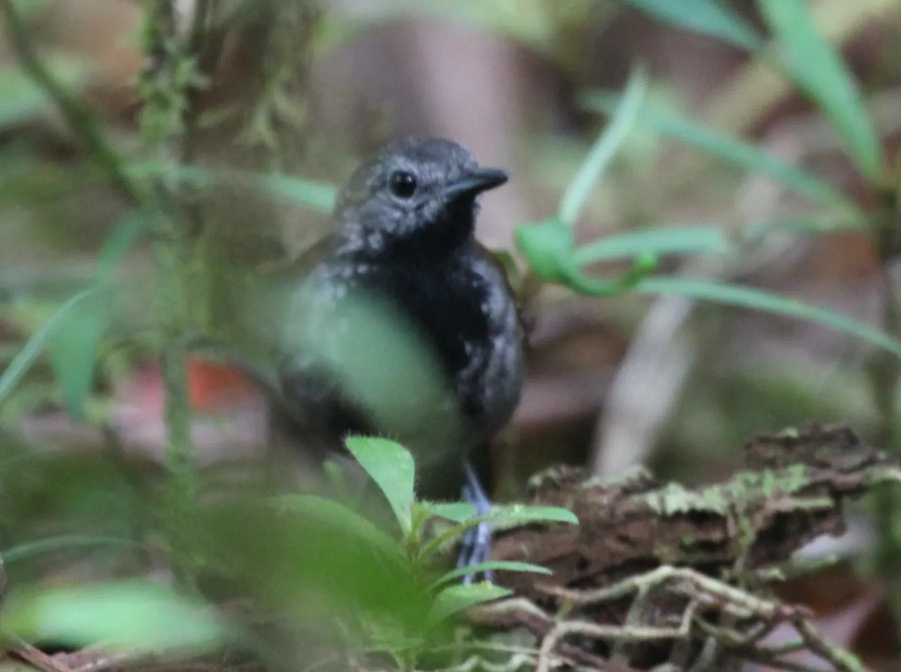 File:Ammonastes pelzelni - Abby Darrah - 248876949.jpeg