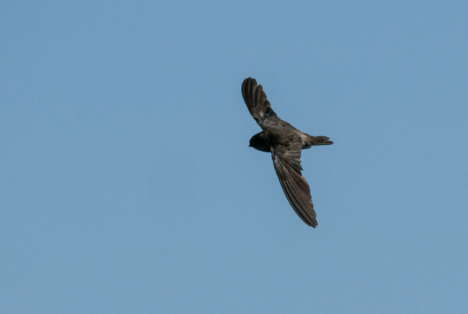 File:Aerodramus vulcanorum - Forest Botial-Jarvis - 313036518.jpeg