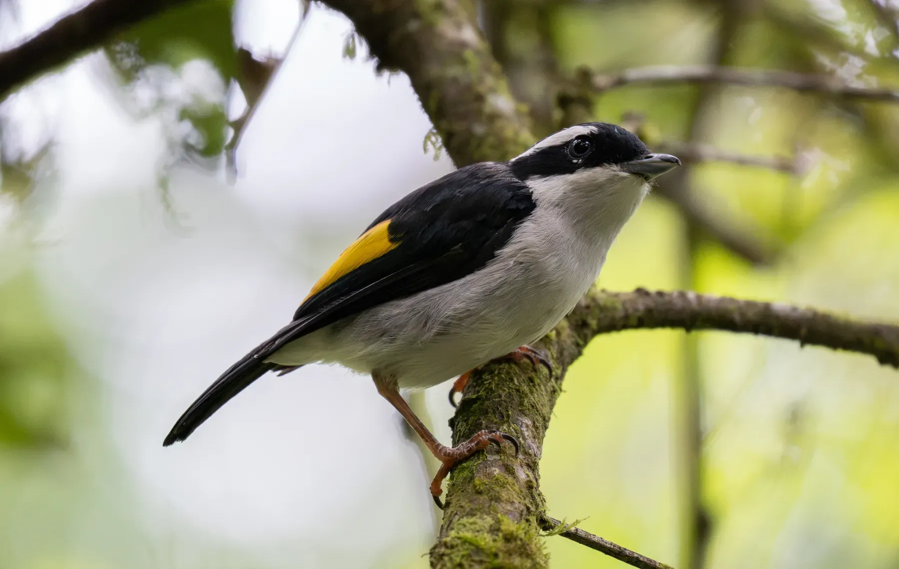 File:Pteruthius flaviscapis - Forest Botial-Jarvis - 313036363.jpeg