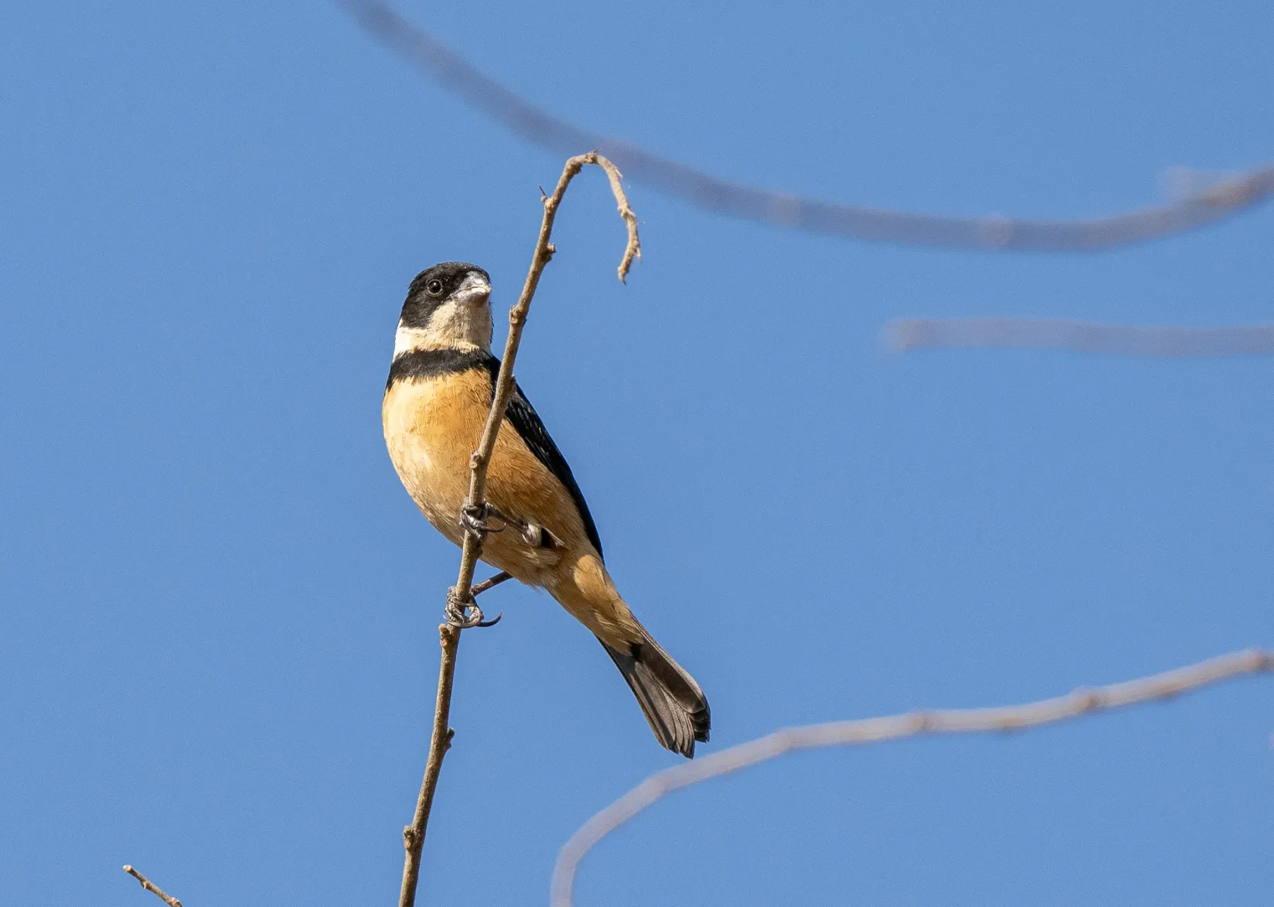 File:Sporophila torqueola - Forest Botial-Jarvis - 370302380.jpeg