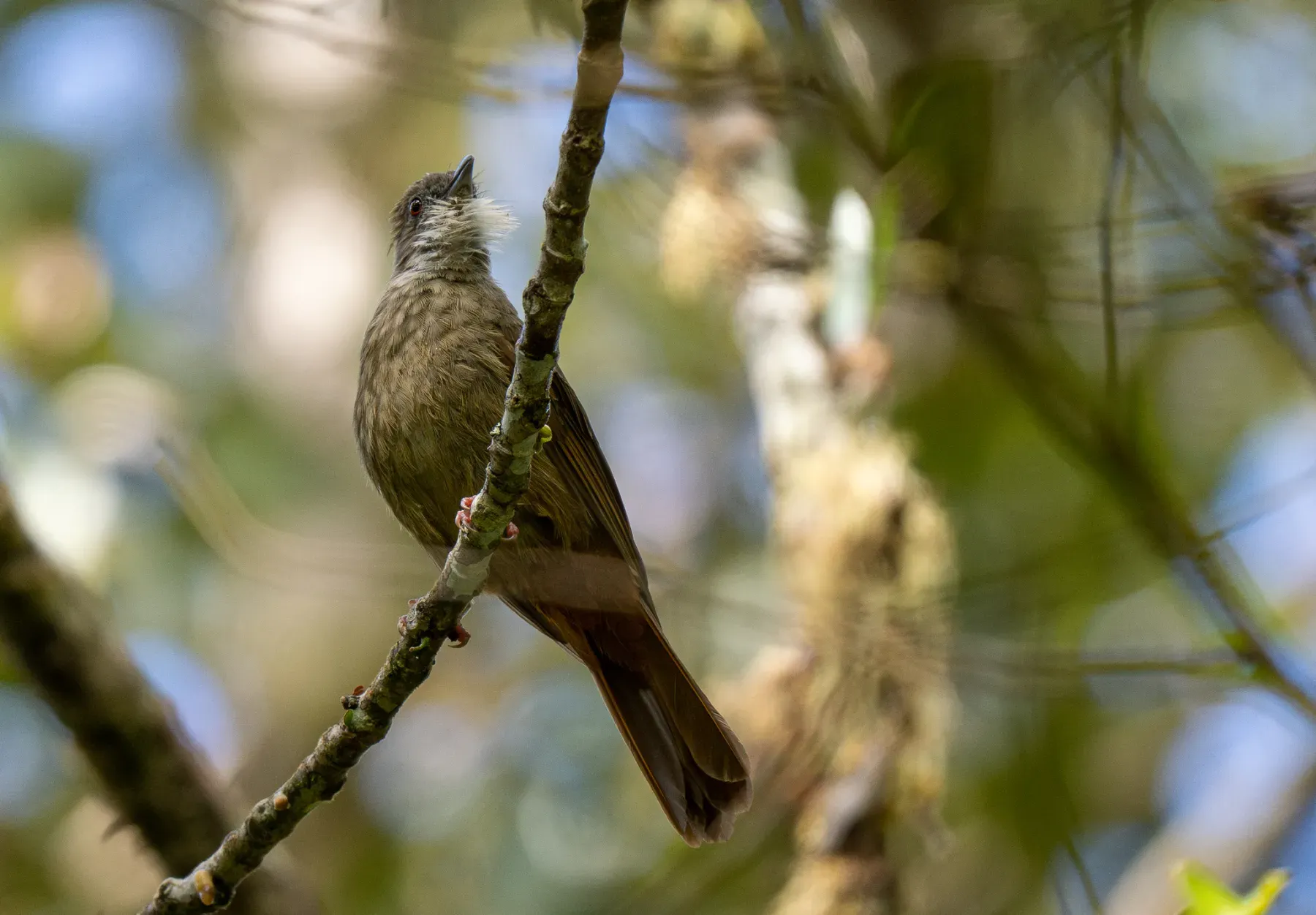 File:Alophoixus ruficrissus - Forest Botial-Jarvis - 296279846.jpeg