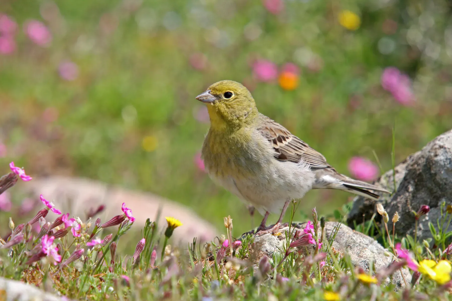 File:Emberiza cineracea in Greece.jpg