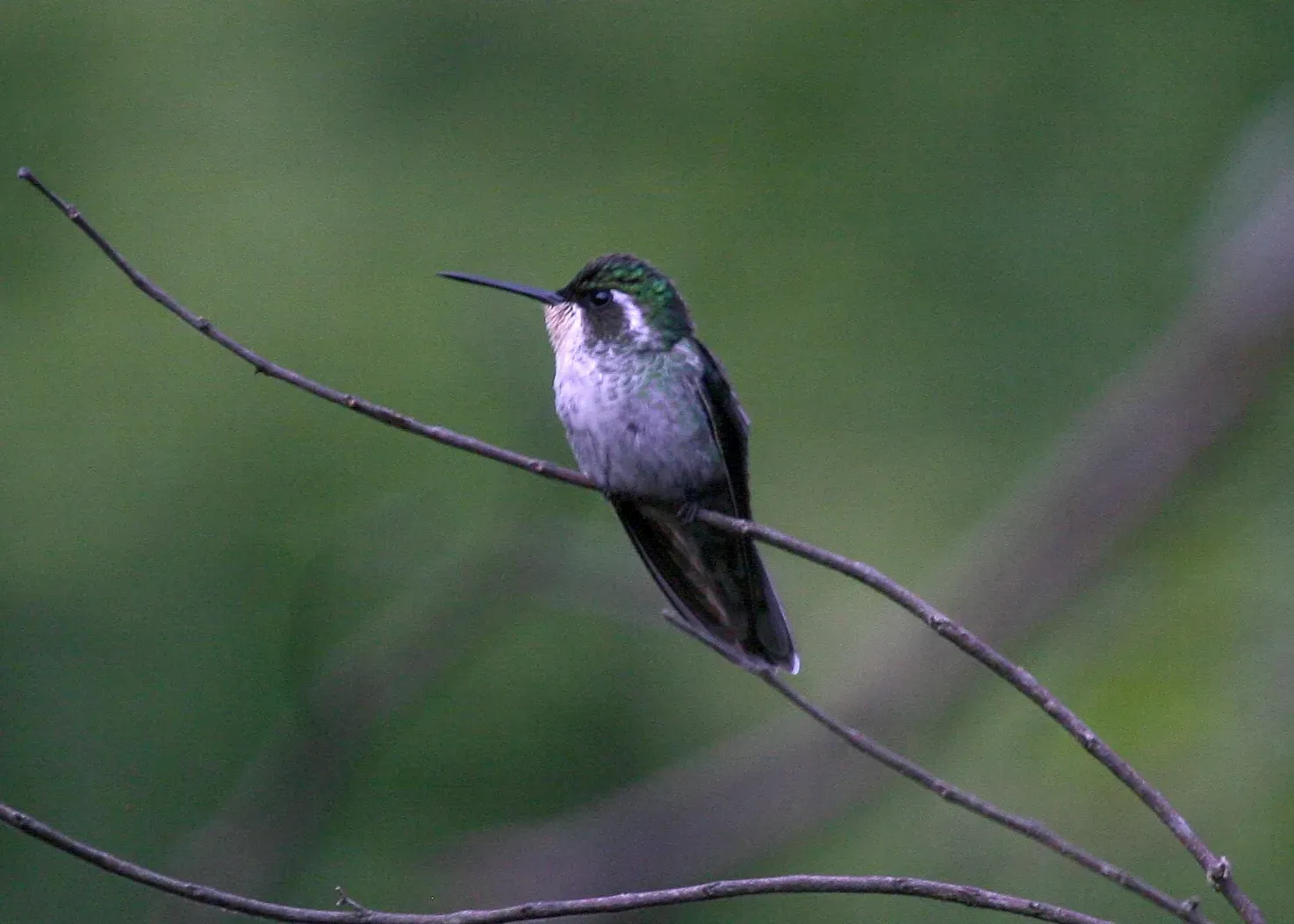 File:Lampornis sybillae (female).jpg