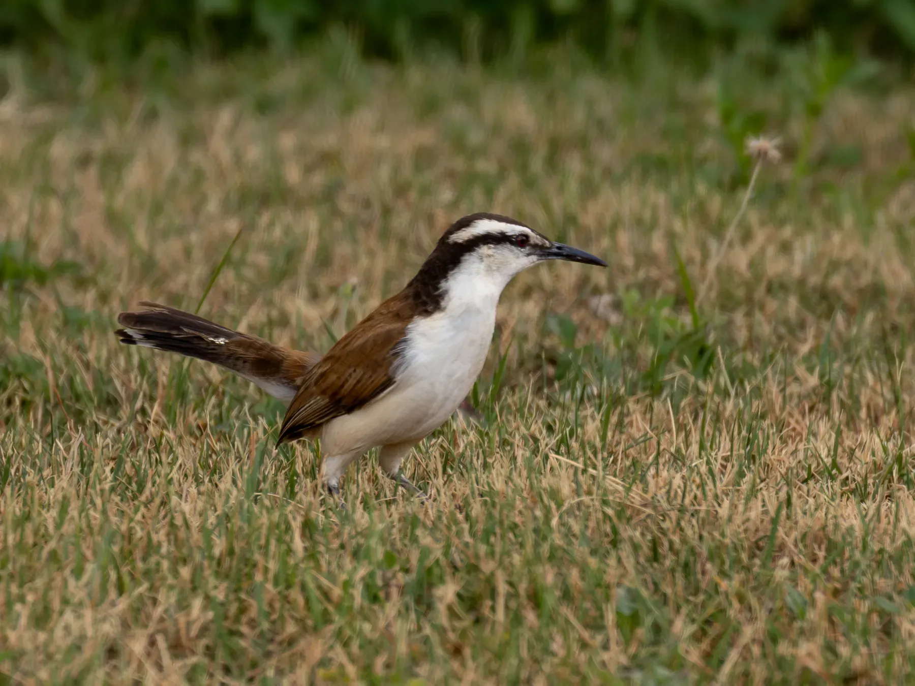 File:Campylorhynchus griseus Bicolored Wren; Boa Vista, Roraima, Brazil.jpg
