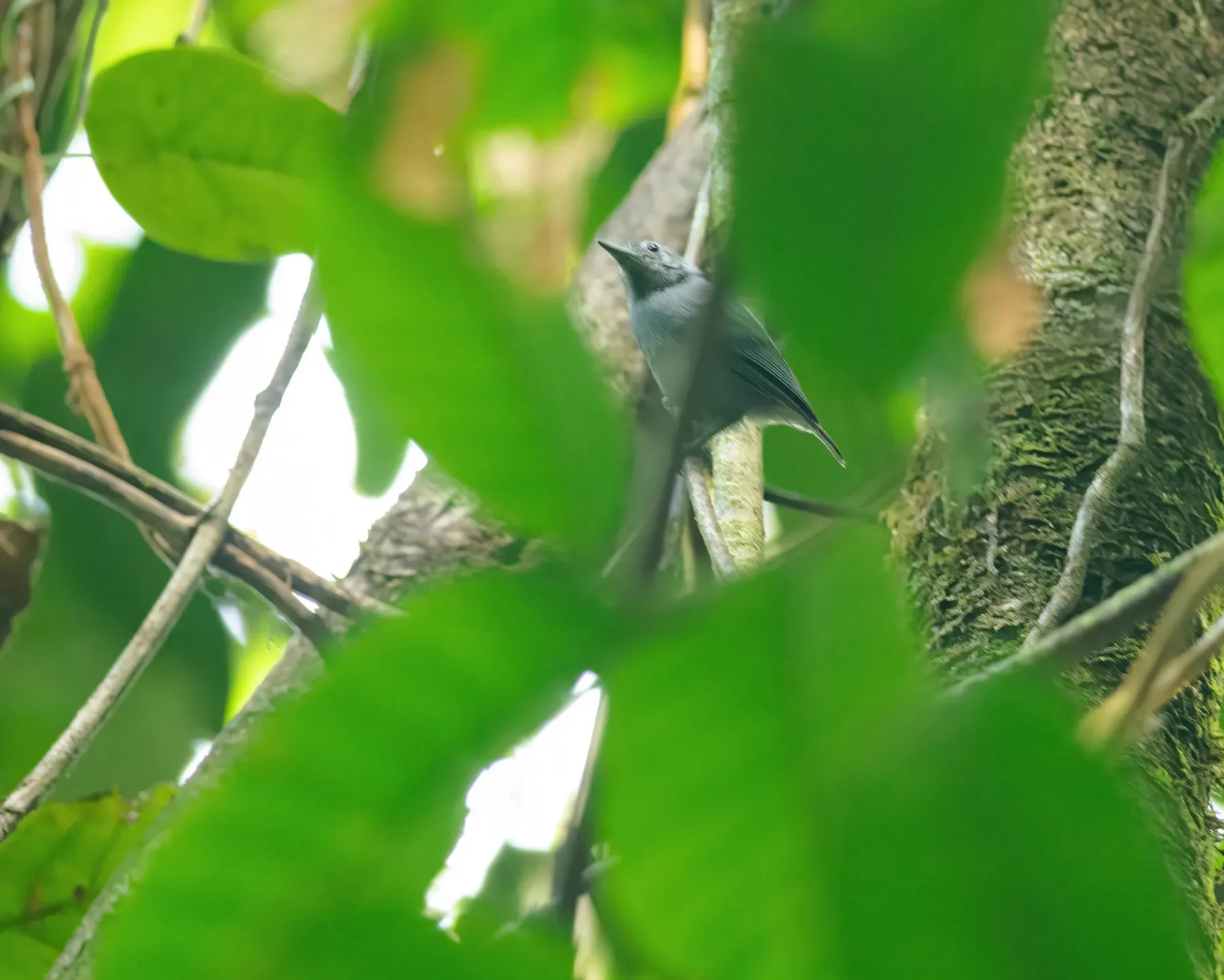 File:Myrmotherula snowi - Thiago Zanetti - 257369138.jpeg