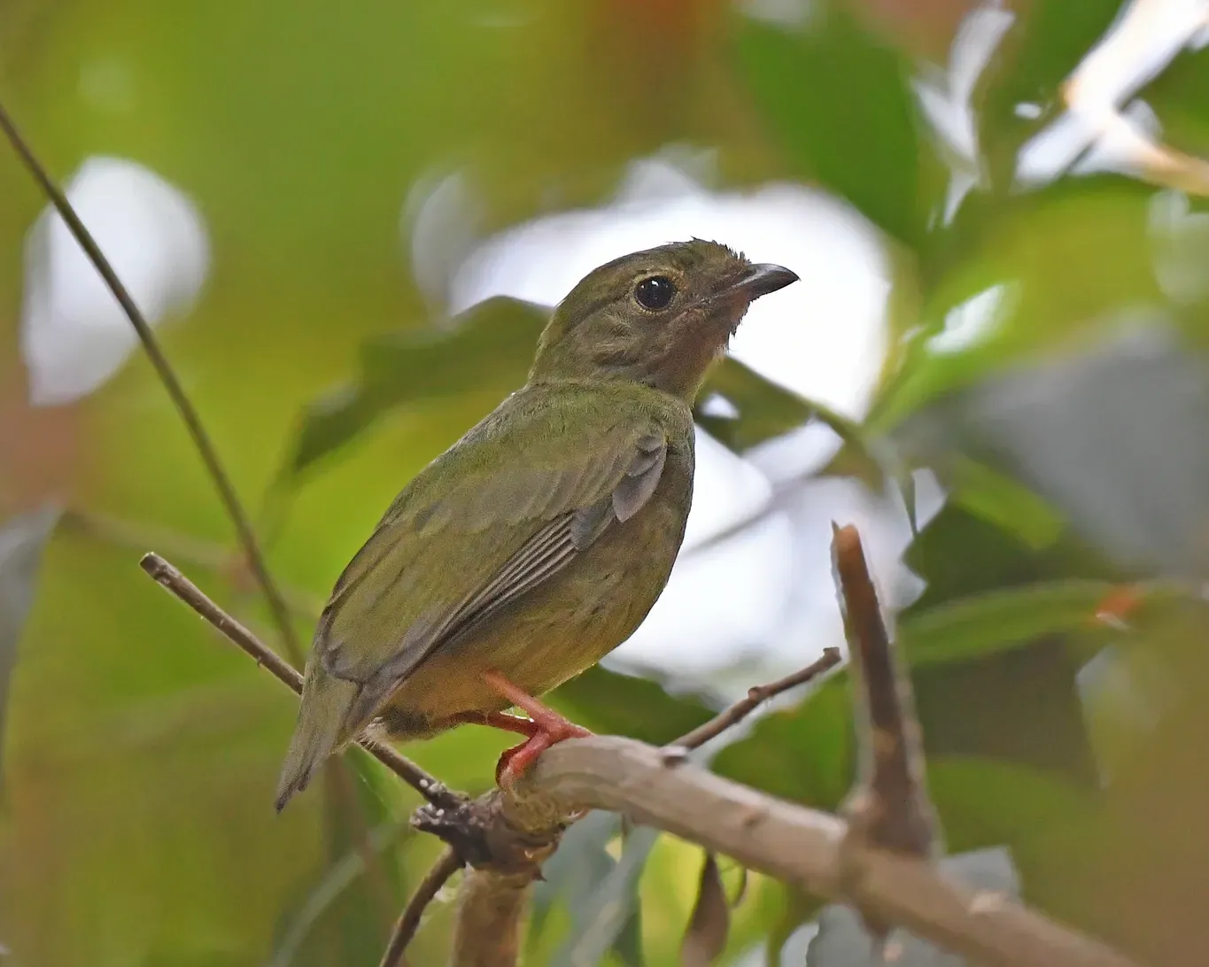 File:Chiroxiphia pareola F.jpg