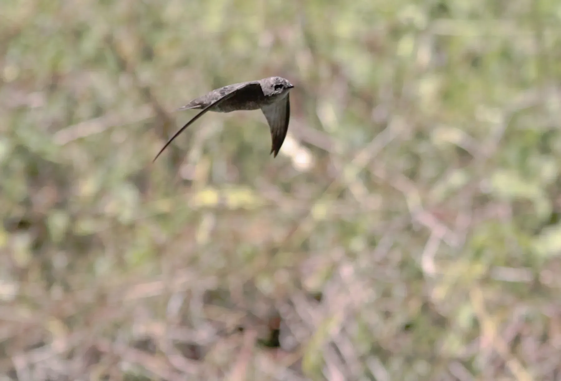 File:Apus alexandri 443633095.jpg