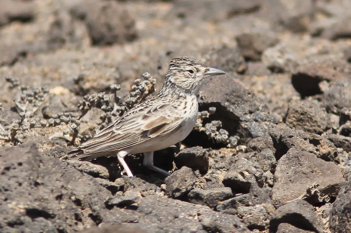 File:Alauda razae 443631103.jpg