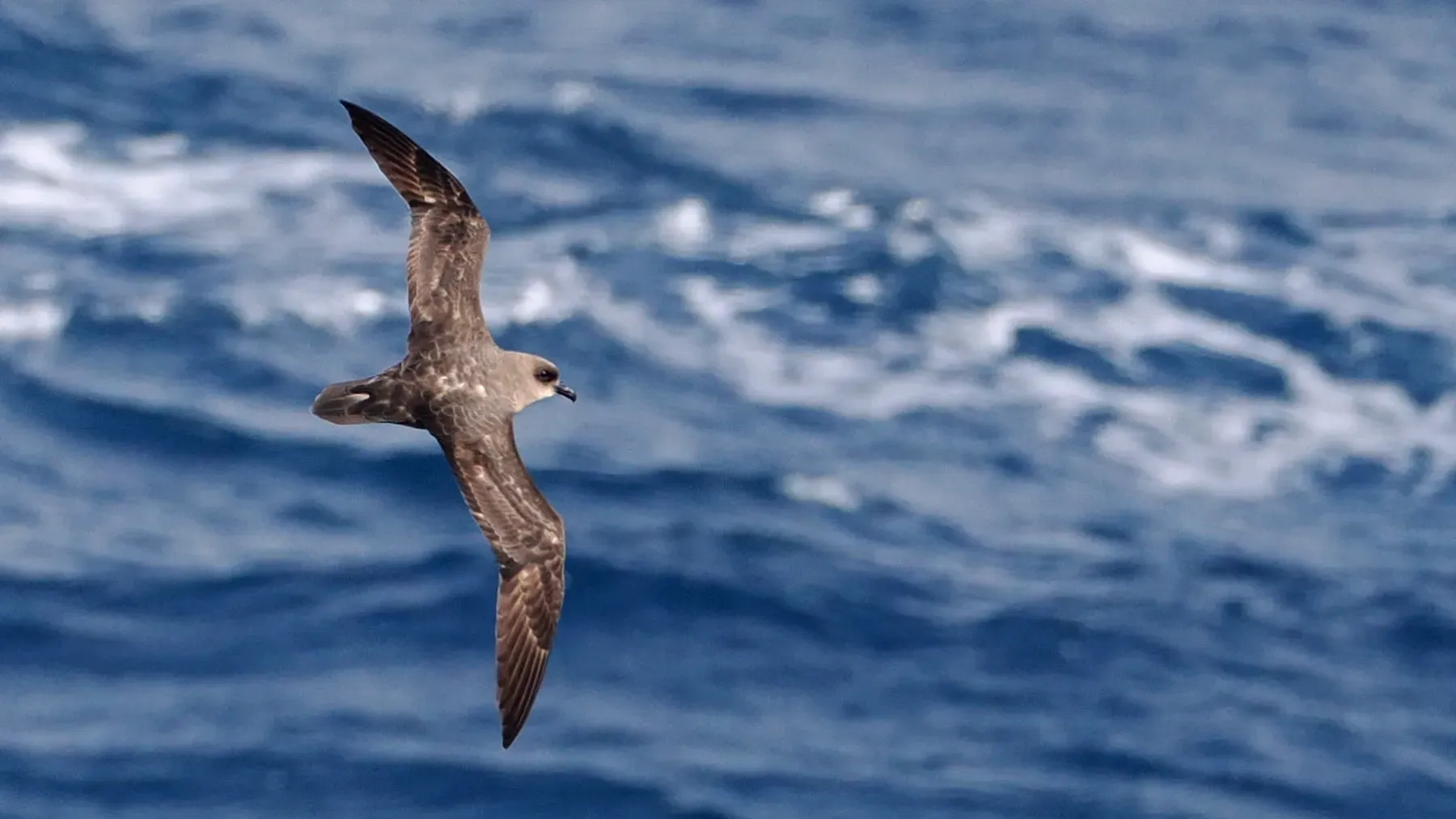 File:Pterodroma incerta 448161587.jpg