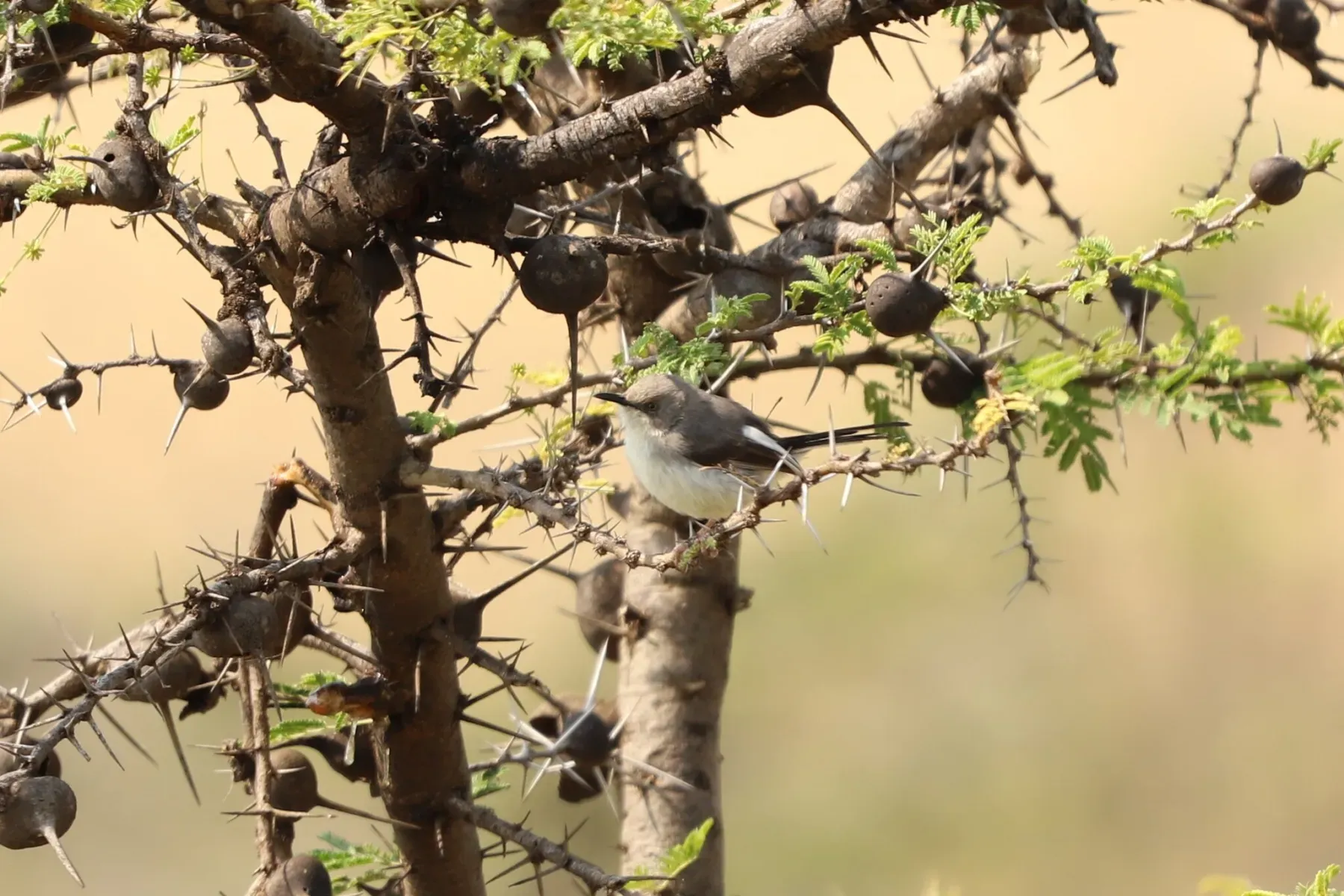File:Apalis karamojae - Adrien Jailloux - 486062789.jpeg
