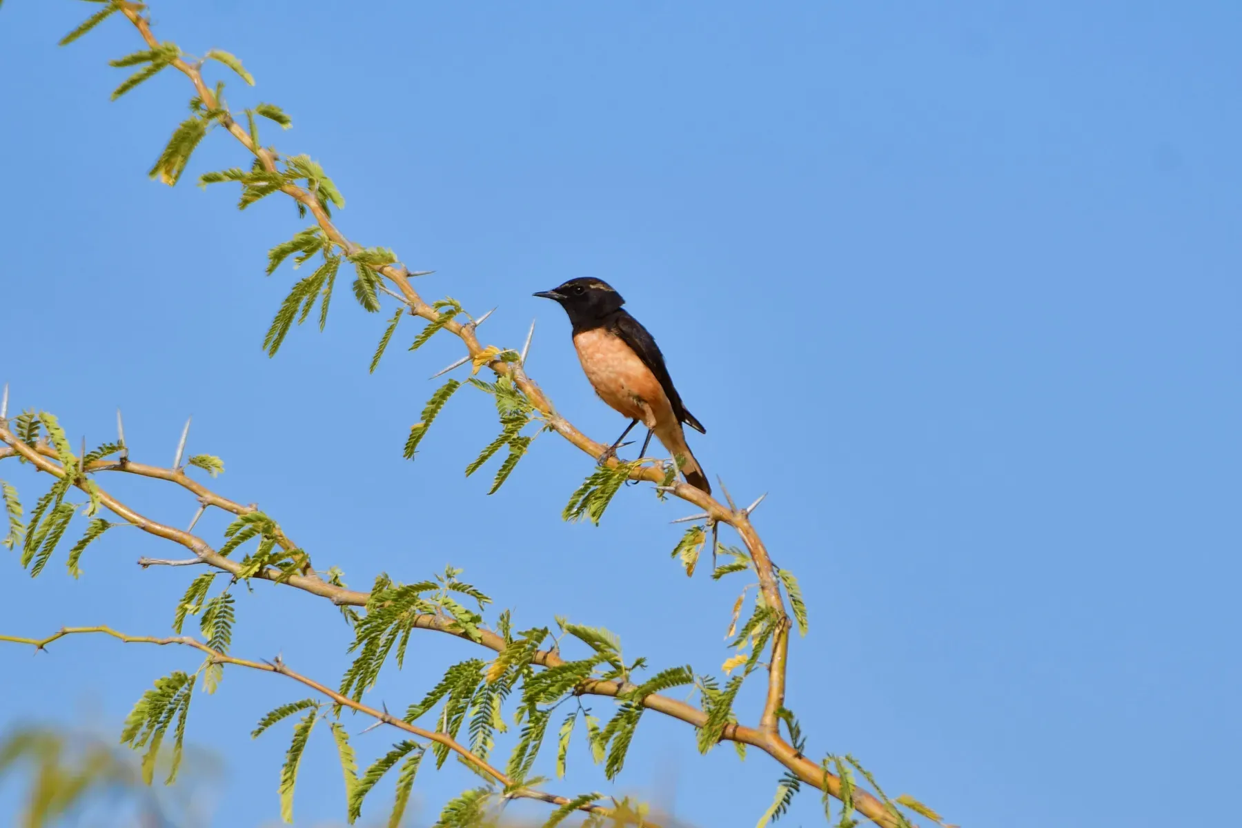 File:Cyprus Wheatear (Oenanthe cypriaca) 01.jpg