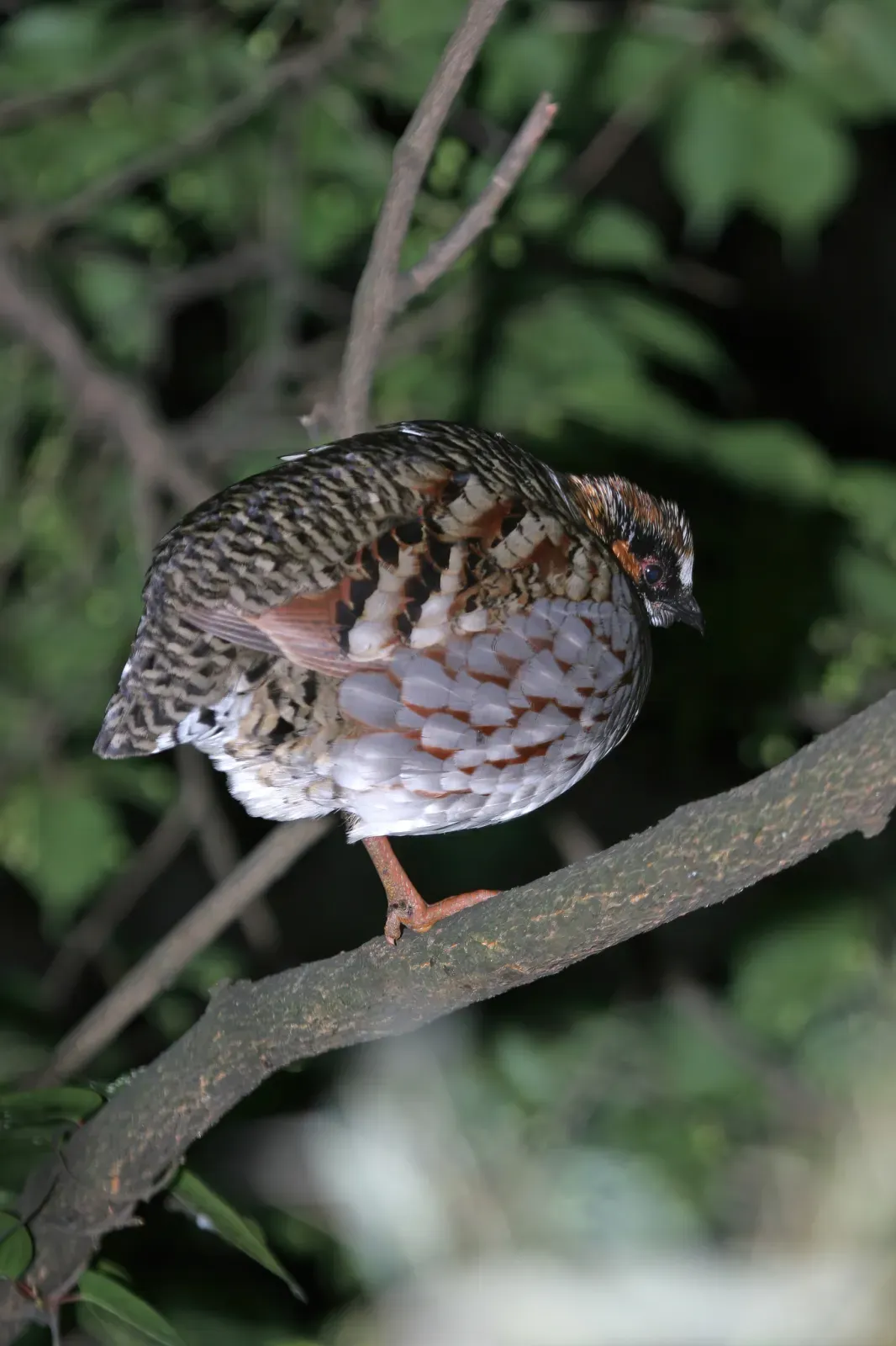 File:Sichuan partridge (Arborophila rufipectus) 01.jpg