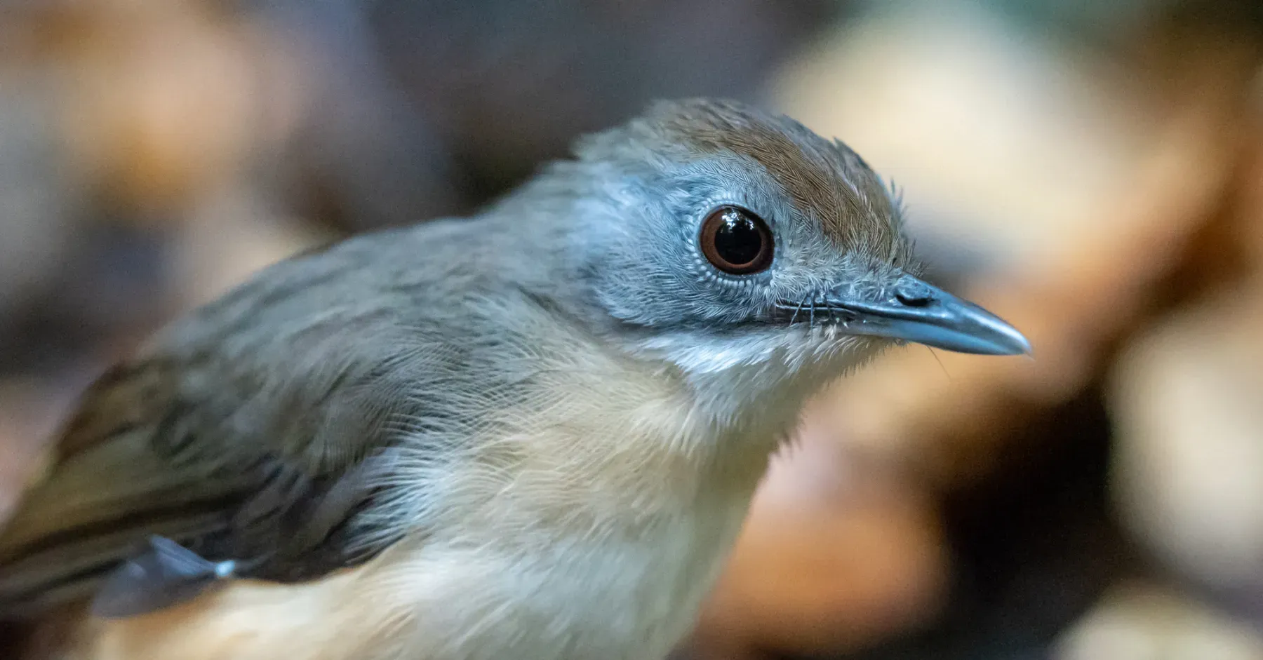 File:Pellorneum malaccense - Forest Botial-Jarvis - 59949402.jpeg