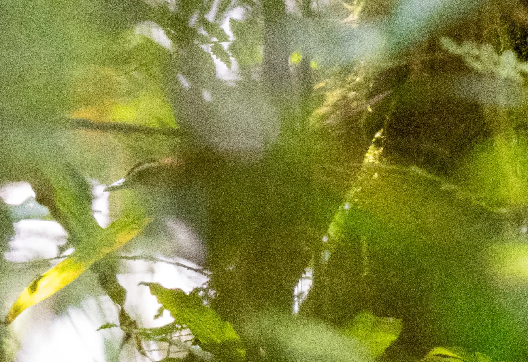 File:Cincloramphus rufus - Forest Botial-Jarvis - 341734673.jpeg