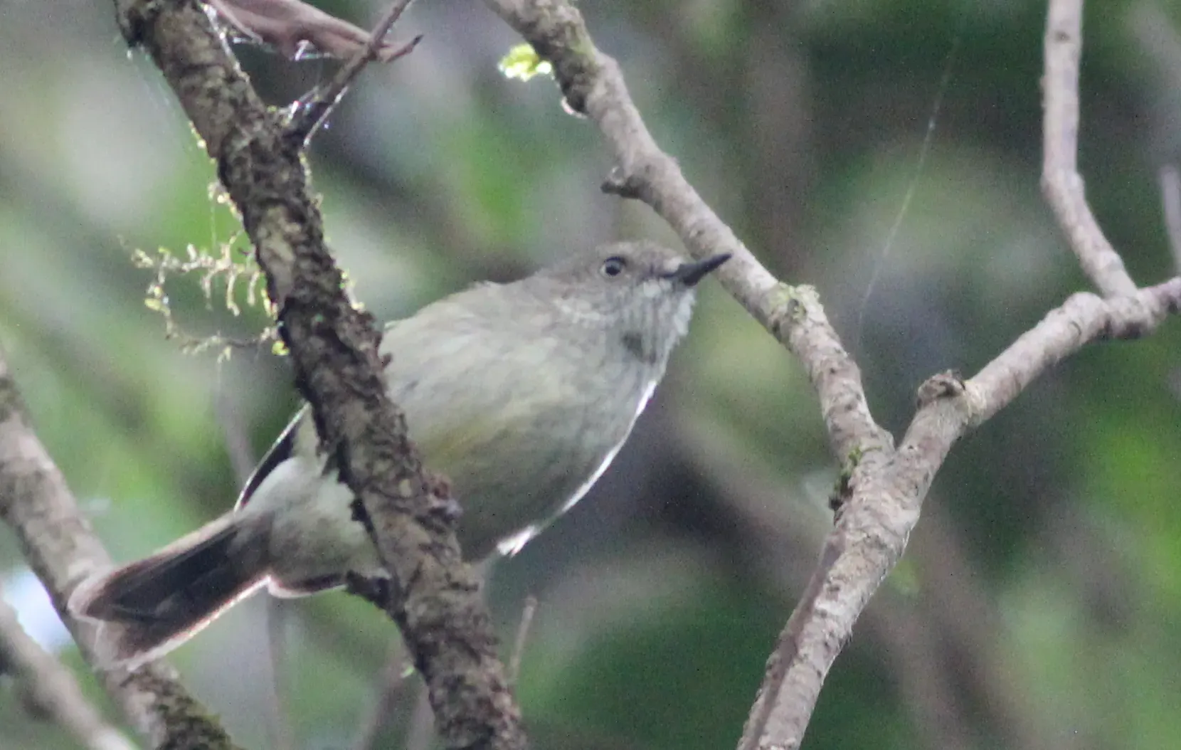 File:Acanthiza katherina - Gary T. Leavens - 369979402.jpeg