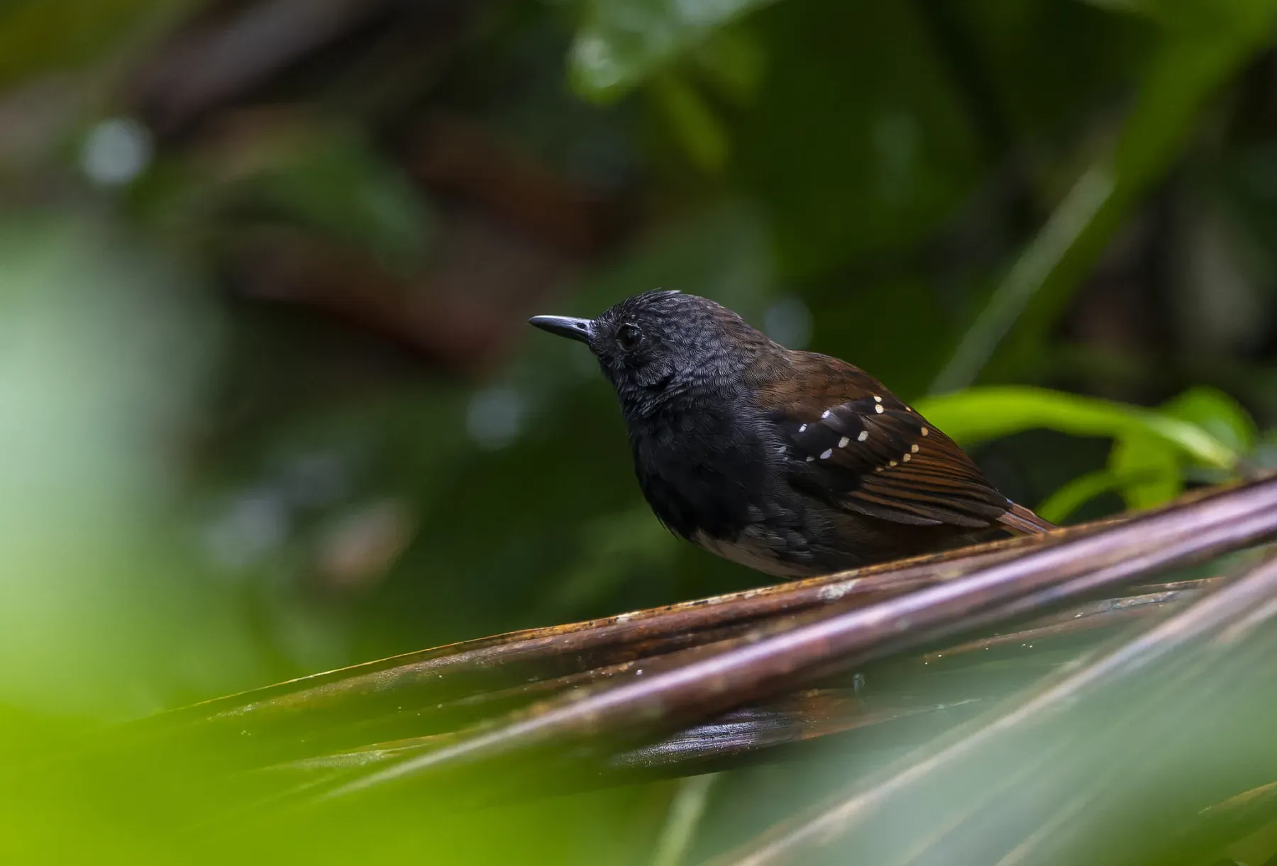 File:Sciaphylax castanea - David F. Belmonte - 351113002.jpeg