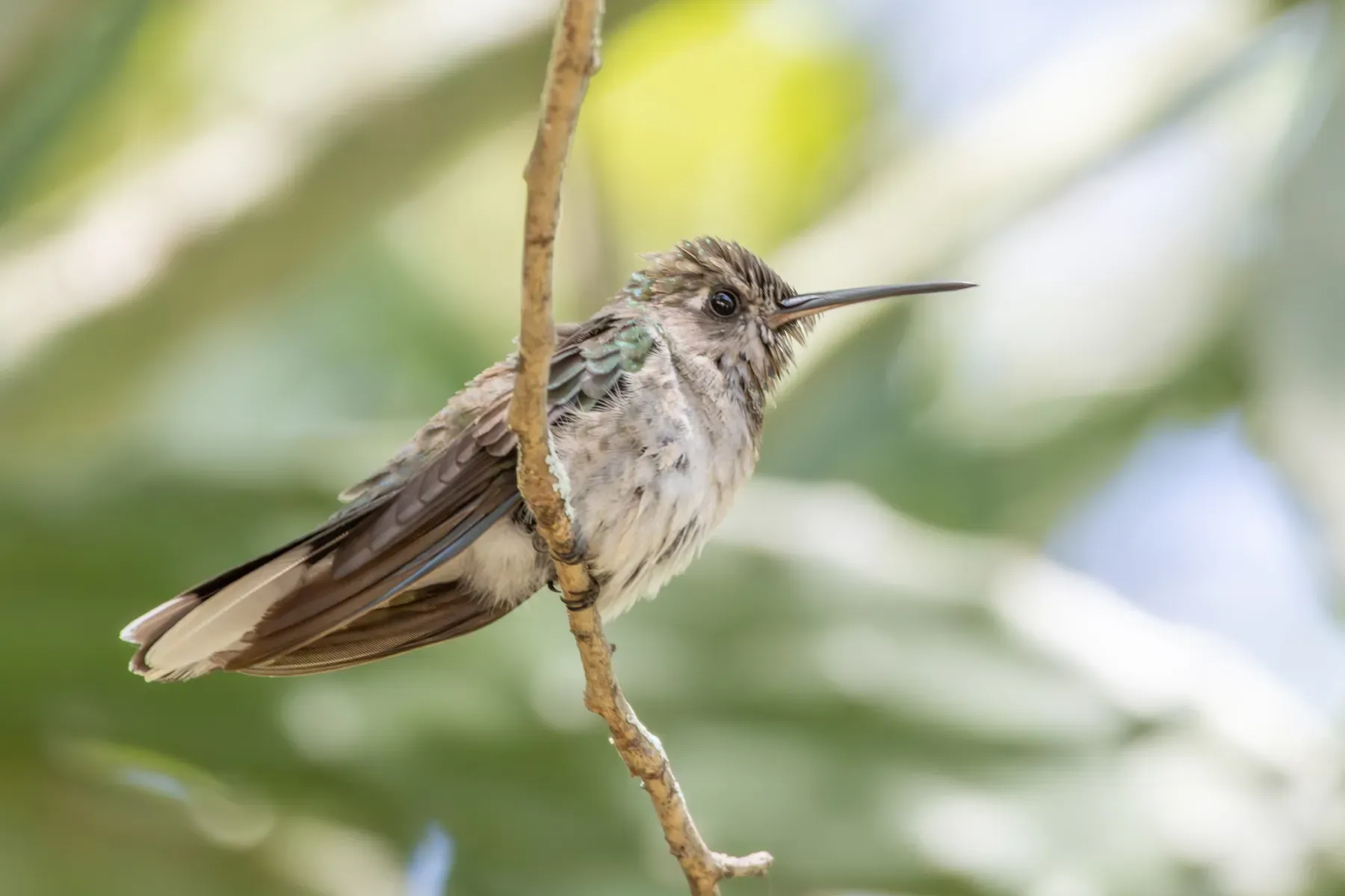File:Campylopterus calcirupicola - Francisco V. Bezerra Neto - 482464444.jpeg