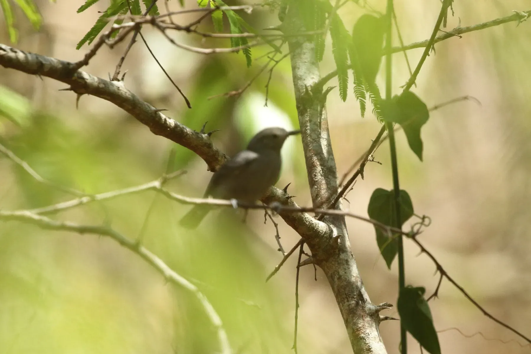 File:Ashy antwren (Myrmotherula grisea).jpg