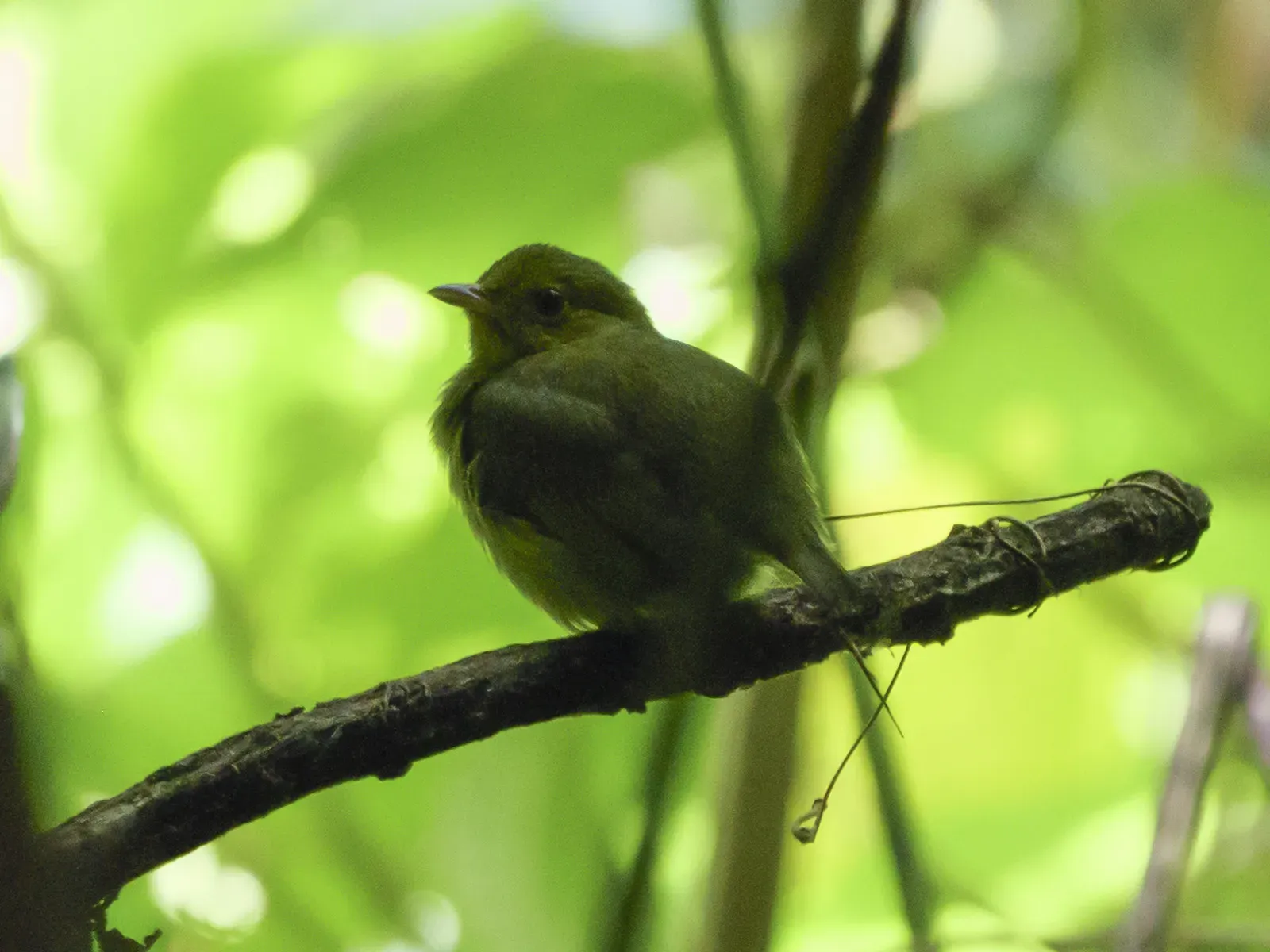 File:Lepidothrix velutina F.jpg