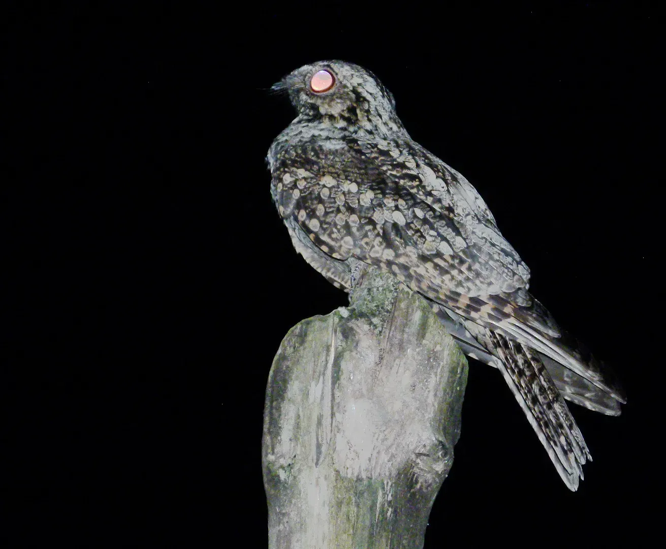 File:CaprimulgusIndicus3.jpg